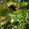 Panda cervena - Ailurus fulgens - Red Panda 6254